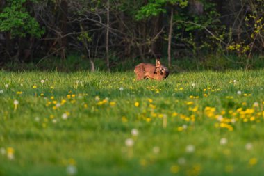 Bahar otlağında, karahindiba kabuğundaki Roebuck.