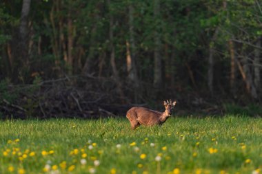 Bahar otlağında, karahindiba kabuğundaki Roebuck.