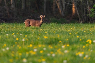 Bahar otlağında, karahindiba kabuğundaki Roebuck.