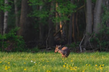 Bahar otlağında karahindiba ile çayır kuşu avlamak.