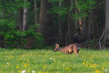 Bahar otlağında karahindiba ile çayır kuşu avlamak.