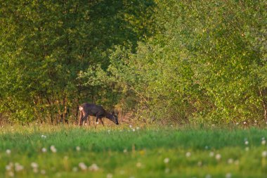 Baharın başlarında çalıların yakınındaki çayır çayırlarında çayır kuşu ararlar..