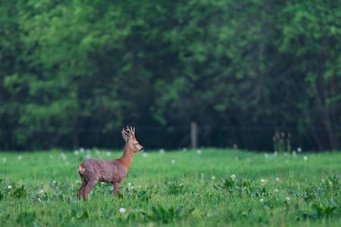 Baharın başında Roebuck çayırda dikiliyor. Yan görünüm.