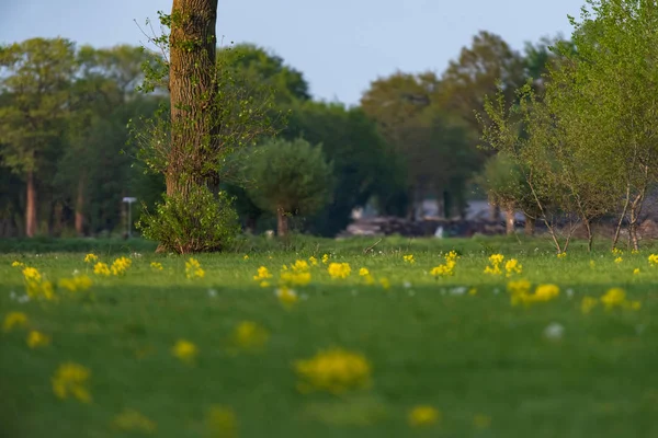 Pré et arbres par temps ensoleillé au début du printemps . — Photo