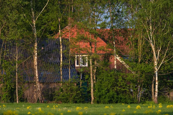 早春阳光明媚的早晨，树后的农舍. — 图库照片