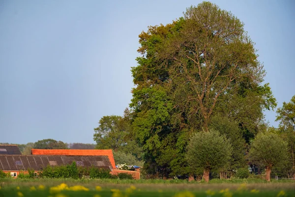 Celeiro de gado com árvores no dia ensolarado na primavera . — Fotografia de Stock