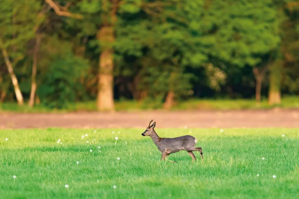 Roebuck andando no prado no dia ensolarado na primavera . — Fotografia de Stock