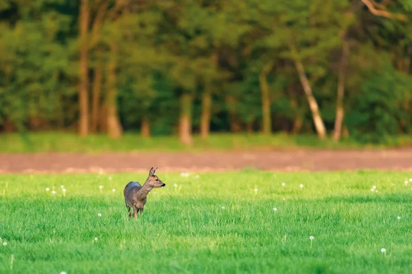 Chevreuil femelle dans la prairie par une journée ensoleillée au printemps . — Photo