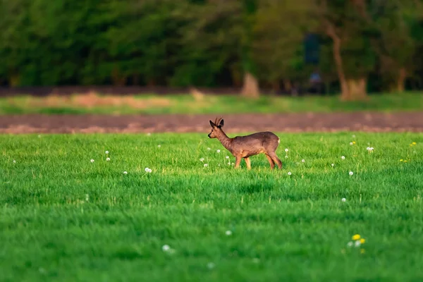 Foraggiamento roebuck in prato nella giornata di sole in primavera . — Foto Stock