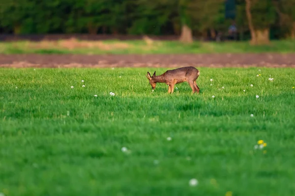 春天里阳光明媚的日子，在草地上觅食红鹿. — 图库照片