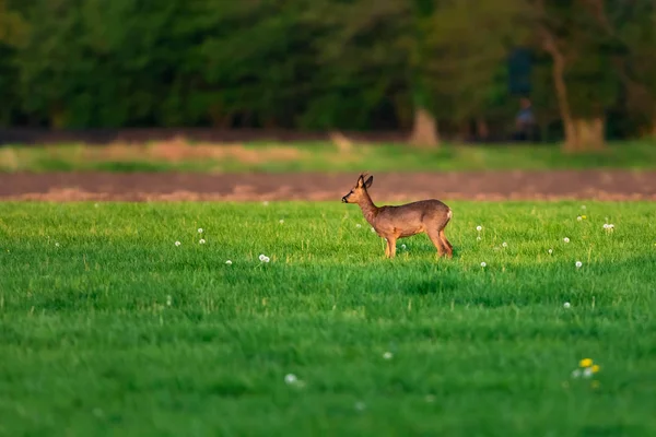 Roebuck de recherche de nourriture dans la prairie par une journée ensoleillée au printemps . — Photo