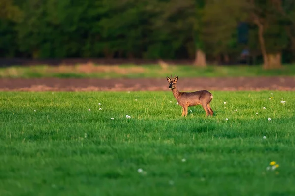 Voeding roebuck in weide op zonnige dag in de lente. — Stockfoto