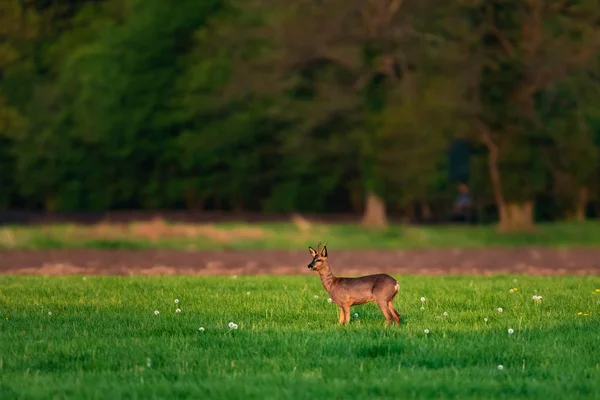 Alimentación roebuck en el prado en el día soleado en primavera . — Foto de Stock