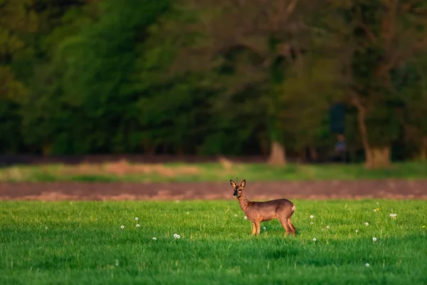 Voeding roebuck in weide op zonnige dag in de lente. — Stockfoto