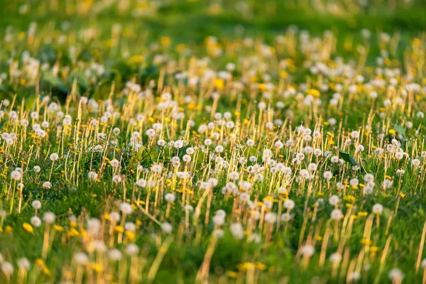 Grasveld met vervaagde en bloeiende paardebloemen in het voorjaar. — Stockfoto