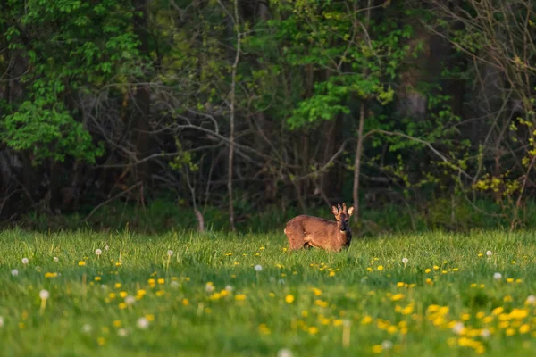 Roebuck en la muda en el prado de primavera con dientes de león . —  Fotos de Stock