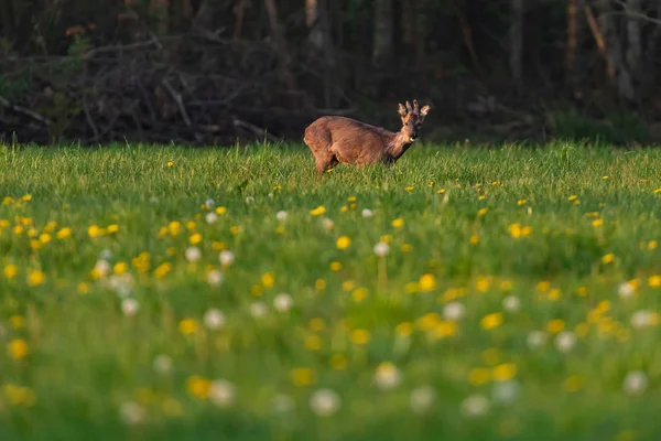 Bahar otlağında, karahindiba kabuğundaki Roebuck.