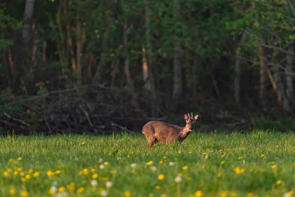 Roebuck in the molt in the spring meadow with dandelions. — Stock Photo, Image