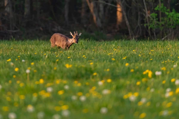 Forrageamento roebuck no prado da primavera com dentes-de-leão . — Fotografia de Stock