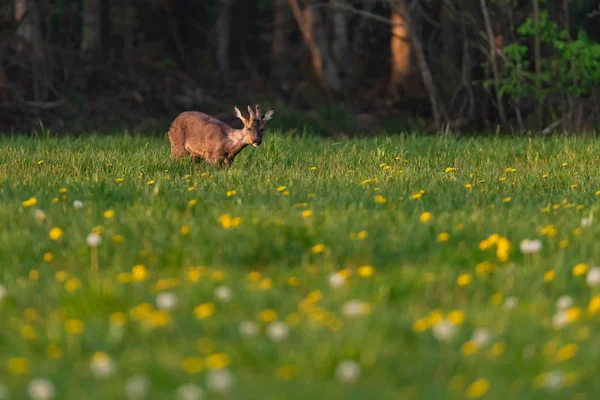 Krmení roebuck na jarní louce s pampeliškami. — Stock fotografie