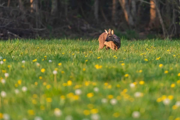 Voeding roebuck in het voorjaar weide met paardebloemen. — Stockfoto