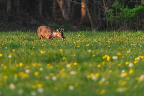 Foraging roebuck in the spring meadow with dandelions. — Stock Photo, Image