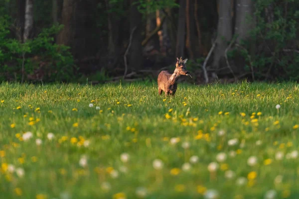 Foraging roebuck in the spring meadow with dandelions. — Stock Photo, Image