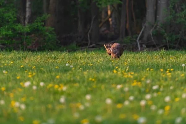 Bahar otlağında karahindiba ile çayır kuşu avlamak. — Stok fotoğraf