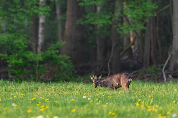 Forrajear roebuck en el prado de primavera con dientes de león . —  Fotos de Stock