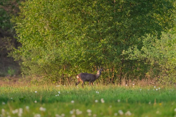 Roebuck dans la prairie près des buissons au début du printemps . — Photo