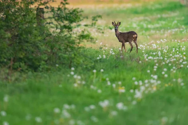 Young roebuck in meadow with dandelions behind barbed wire. — Stock Photo, Image