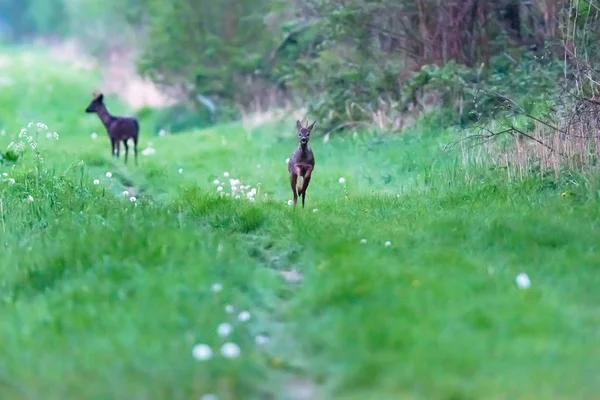 Jeune roebuck courir vers la caméra . — Photo