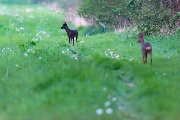 茂みの端に草の中に立っている黒と若いroebuck. — ストック写真