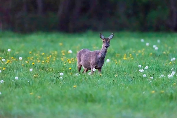 鹿儿在春天吃蒲公英. — 图库照片