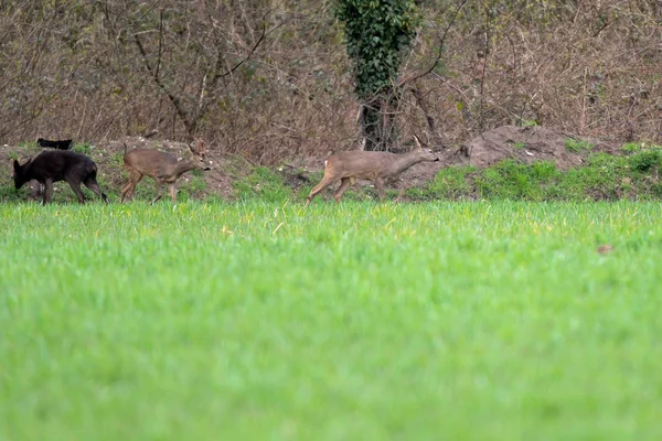 Drie roebokken wandelen in weide aan de rand van struiken. — Stockfoto