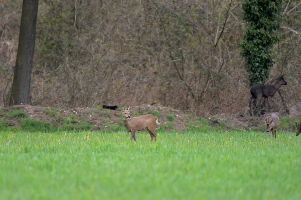 Roe deer in meadow at edge of bushes. — Stock Photo, Image