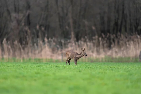 Roebuck v zimě kožešiny na venkově. — Stock fotografie