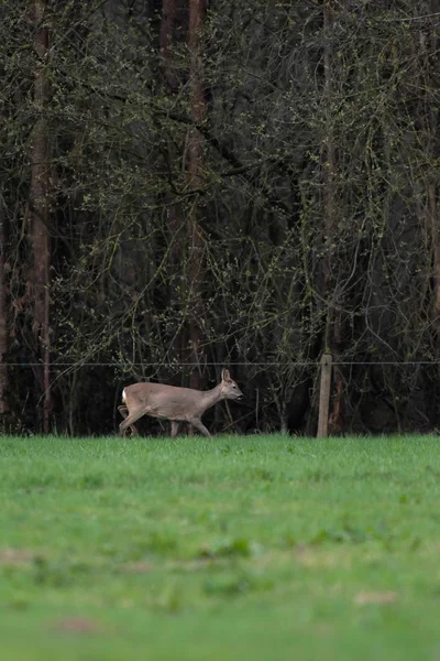 Veado roe em pêlo de inverno andando ao longo de arbustos no prado . — Fotografia de Stock