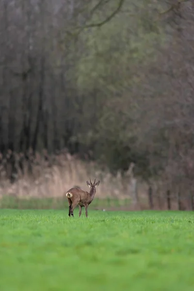 Roebuck w zimowym futrze na wsi. Widok z tyłu. — Zdjęcie stockowe