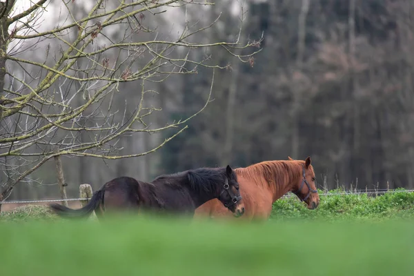 Hnědý a černý kůň na venkově. — Stock fotografie