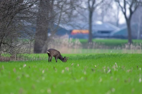 Roebuck em pastagem de peles de inverno em terras agrícolas . — Fotografia de Stock