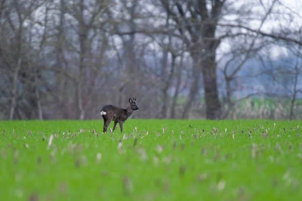 Jeune chevreuil dans le pâturage hivernal des fourrures sur les terres agricoles . — Photo