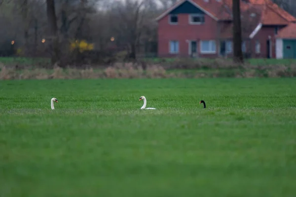 Dvě bílé a jedna černá labuť na louce. — Stock fotografie