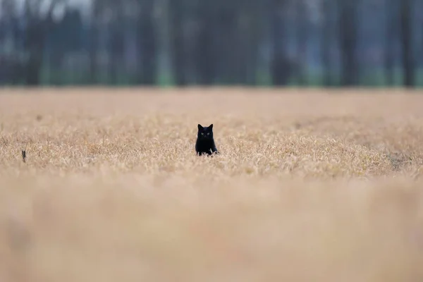 Zwarte kat zit tussen hoog geel gras. — Stockfoto