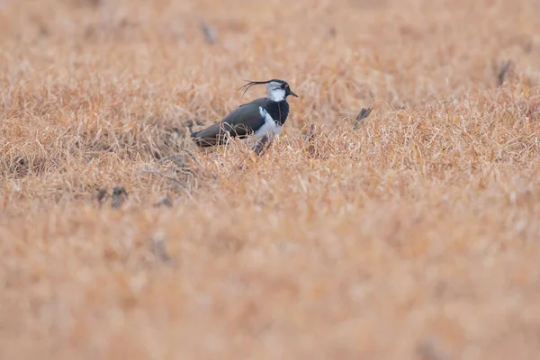 Lapwing mezi vysokou žlutou trávou. — Stock fotografie