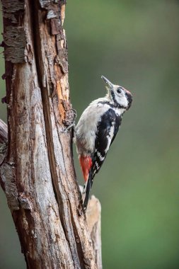 Büyük benekli ağaçkakan ağaç gövdesinde asılı..