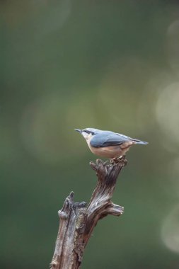 Yaz ormanlarında dalda hiçbir şey..