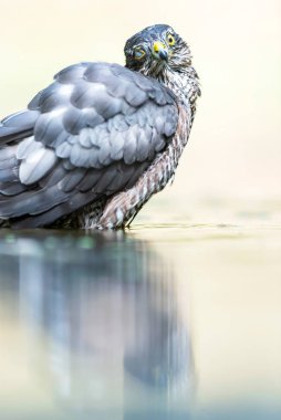 Atmaca ormanda gölette banyo yapıyor..