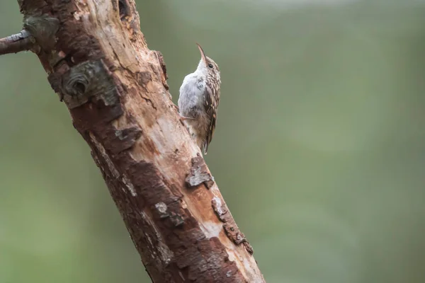 여름 숲의 나뭇가지에 있는 짧은 다리를 가진 나무 그루터기. — 스톡 사진