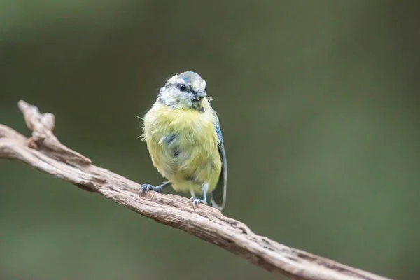 Blue tit perched on branch in forest. — Stock Photo, Image